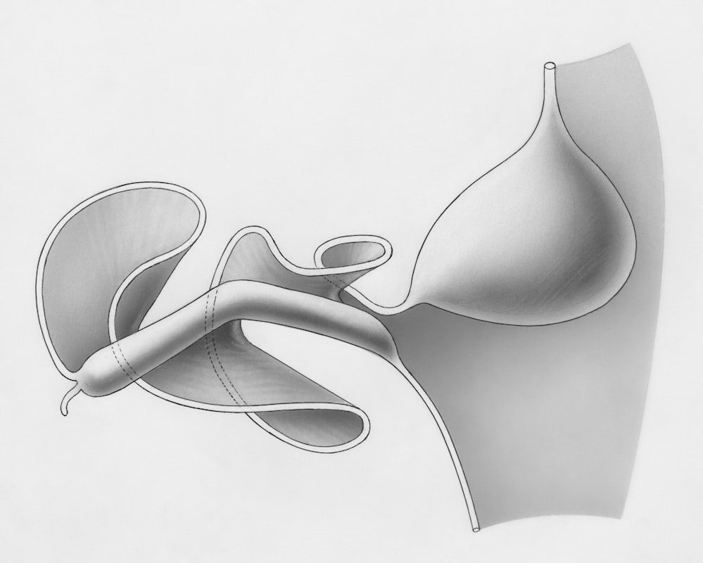 Magensäure und Enzyme